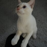 猫を三週間程お預かりできる方を探してます。