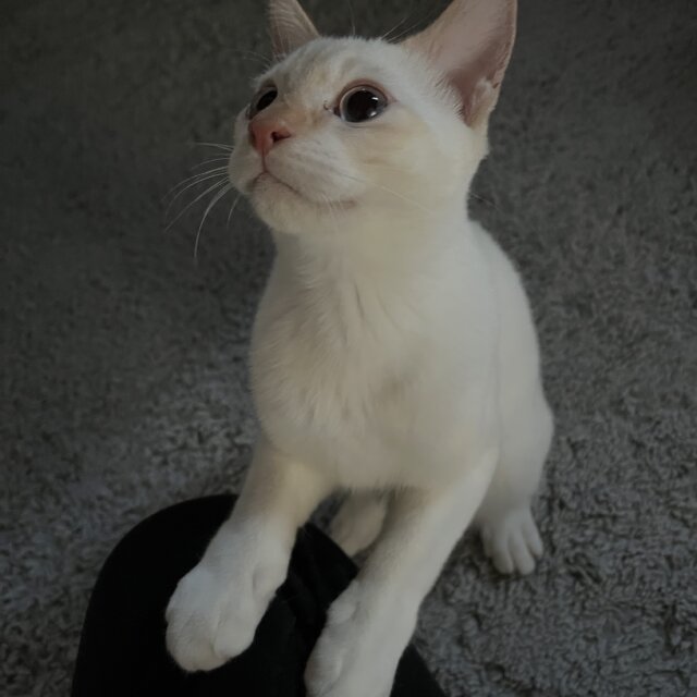 猫を三週間程お預かりできる方を探してます。