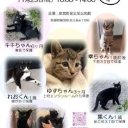 新宮猫の会＂ねこの譲渡会＂開催*°♡