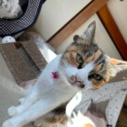 人馴れ抜群の可愛いちびミケちゃん！