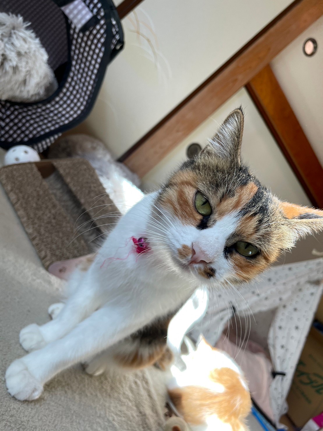 人馴れ抜群の可愛いちびミケちゃん！