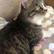 どこにでもついてくる可愛い女の子