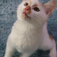 生後3か月甘えん坊子猫♂