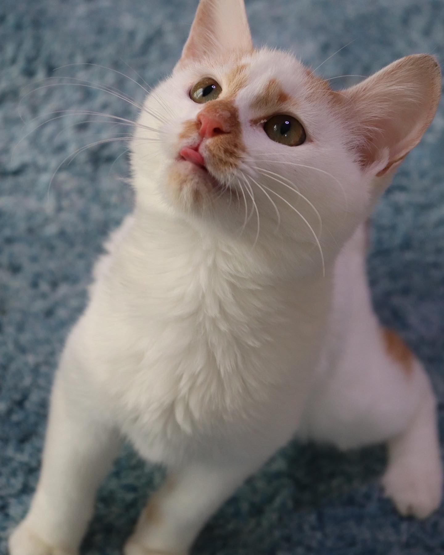 生後3か月甘えん坊子猫♂