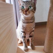 まん丸お顔が可愛い幸ちゃん*°♡