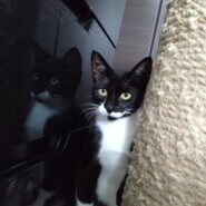 半年の男の子です