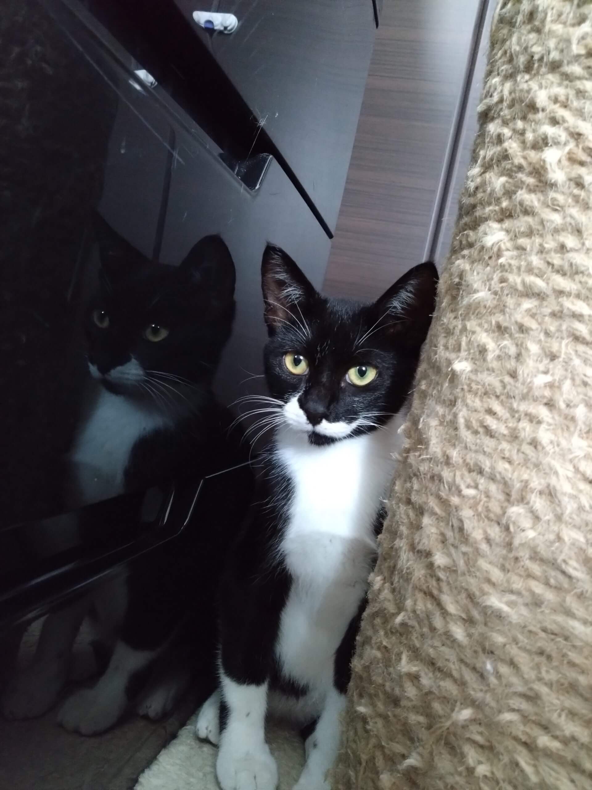 半年の男の子です