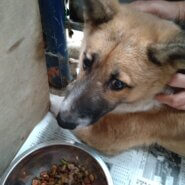 この子は山口の保護団体にいます。まだ幼い感じの子、助けて下さい