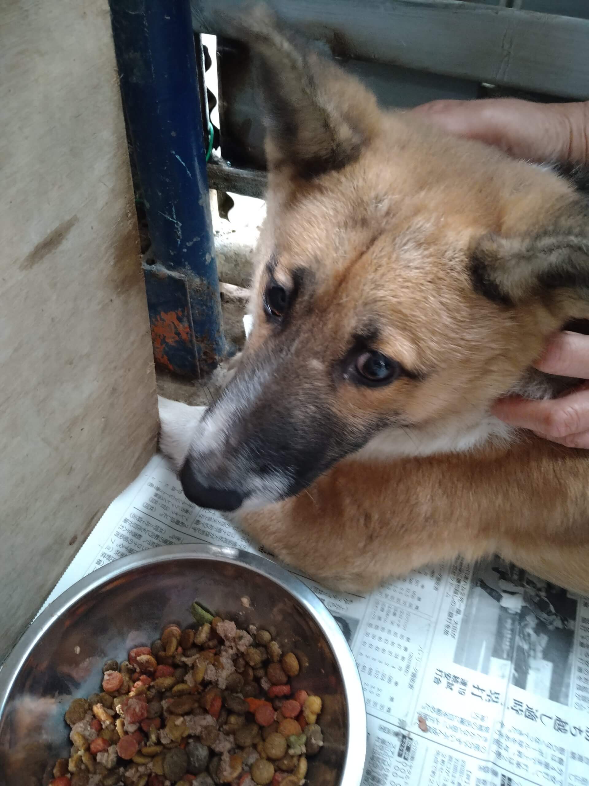 この子は山口の保護団体にいます。まだ幼い感じの子、助けて下さい