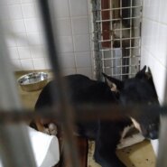 家族に迎えて下さい　辛い思いしてます