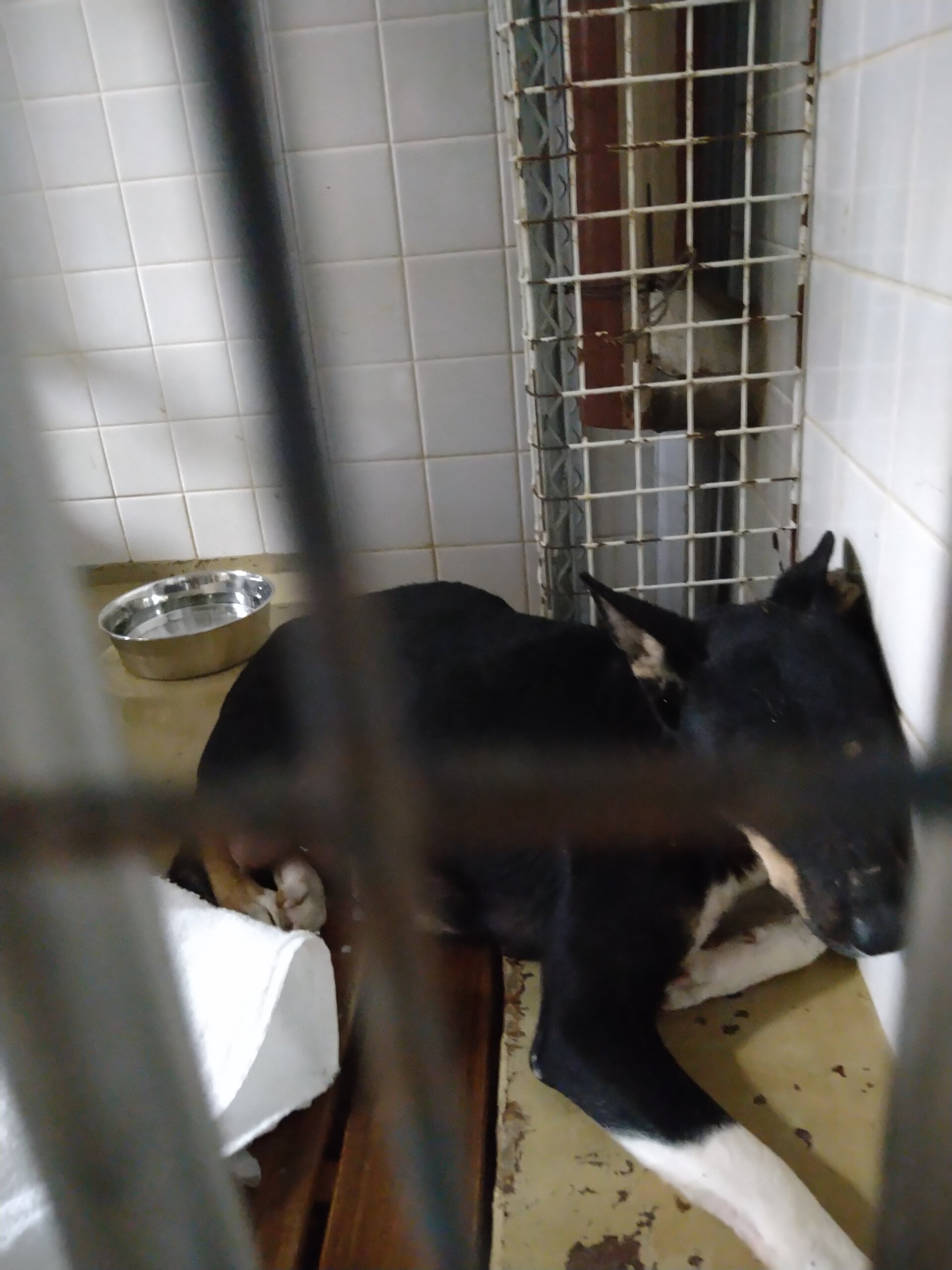 家族に迎えて下さい　辛い思いしてます