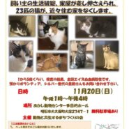 緊急!猫の譲渡会(多頭飼育崩壊)