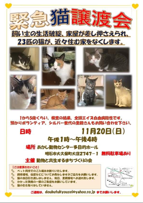 緊急!猫の譲渡会(多頭飼育崩壊)