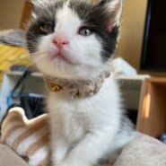 おっとり可愛い黒白子猫のじろうちゃん！