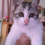 生後1月半～２か月のサバ白の仔猫の里親募集