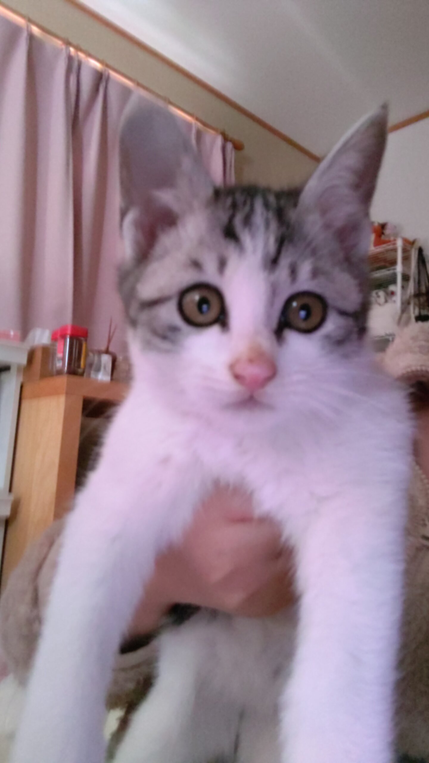 生後1月半～２か月のサバ白の仔猫の里親募集