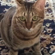 キジトラおとなしい女の子