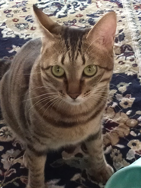 キジトラおとなしい女の子