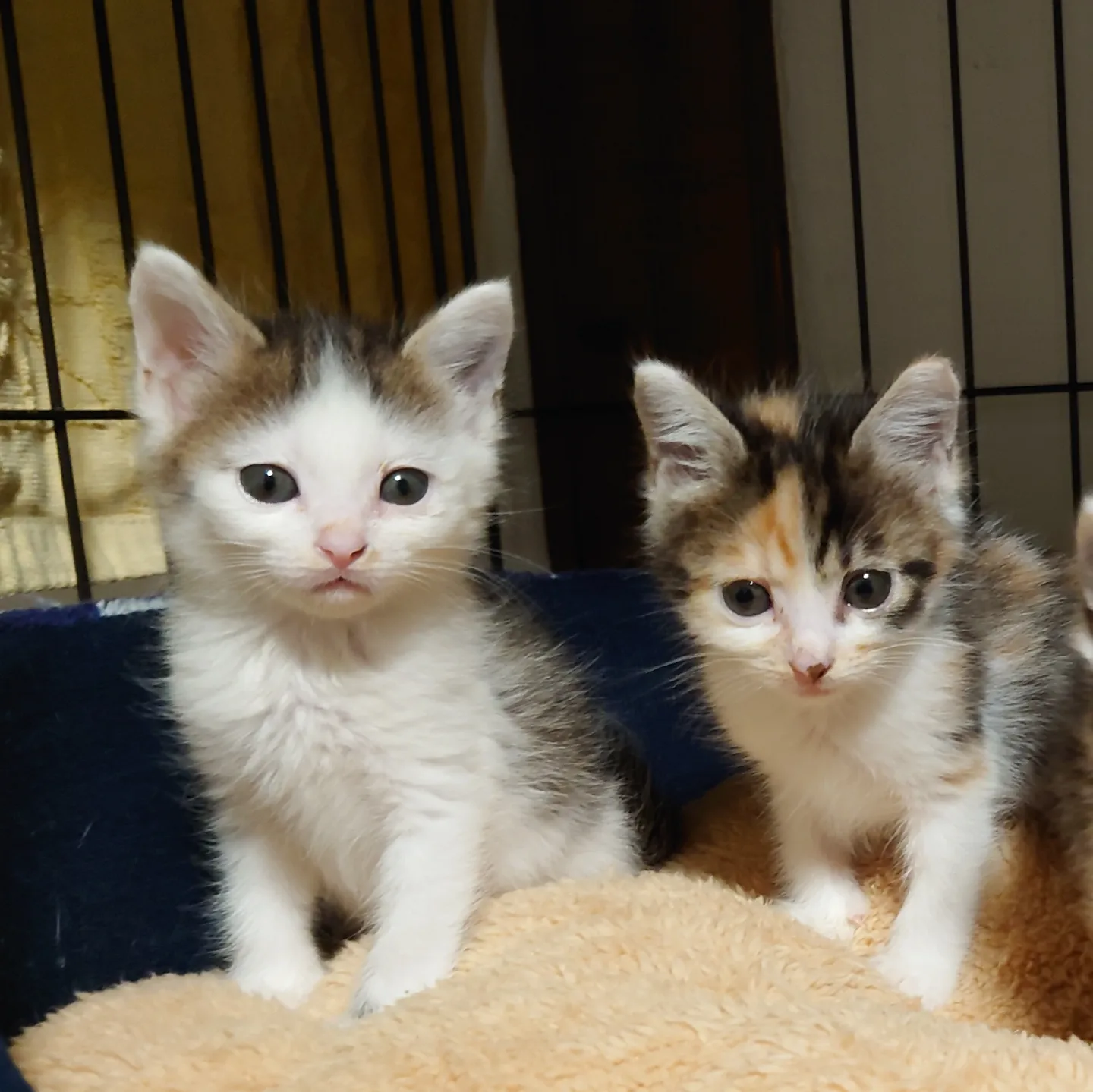 里親会〜個別お見合い会〜