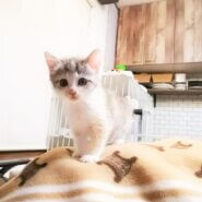 in瀬戸市~子猫大集合！保護猫の譲渡会2022年11月5日（土）～ 非営利団体「ちーむ にゃいんず」