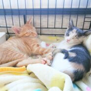 in豊明市~子猫大集合！保護猫の譲渡会2022年11月5日（土）～ 非営利団体「ちーむ にゃいんず」