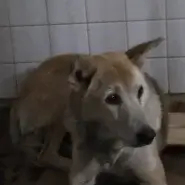 この子は山口県の保護団体にいます。若くない感じてすがかわいい子です