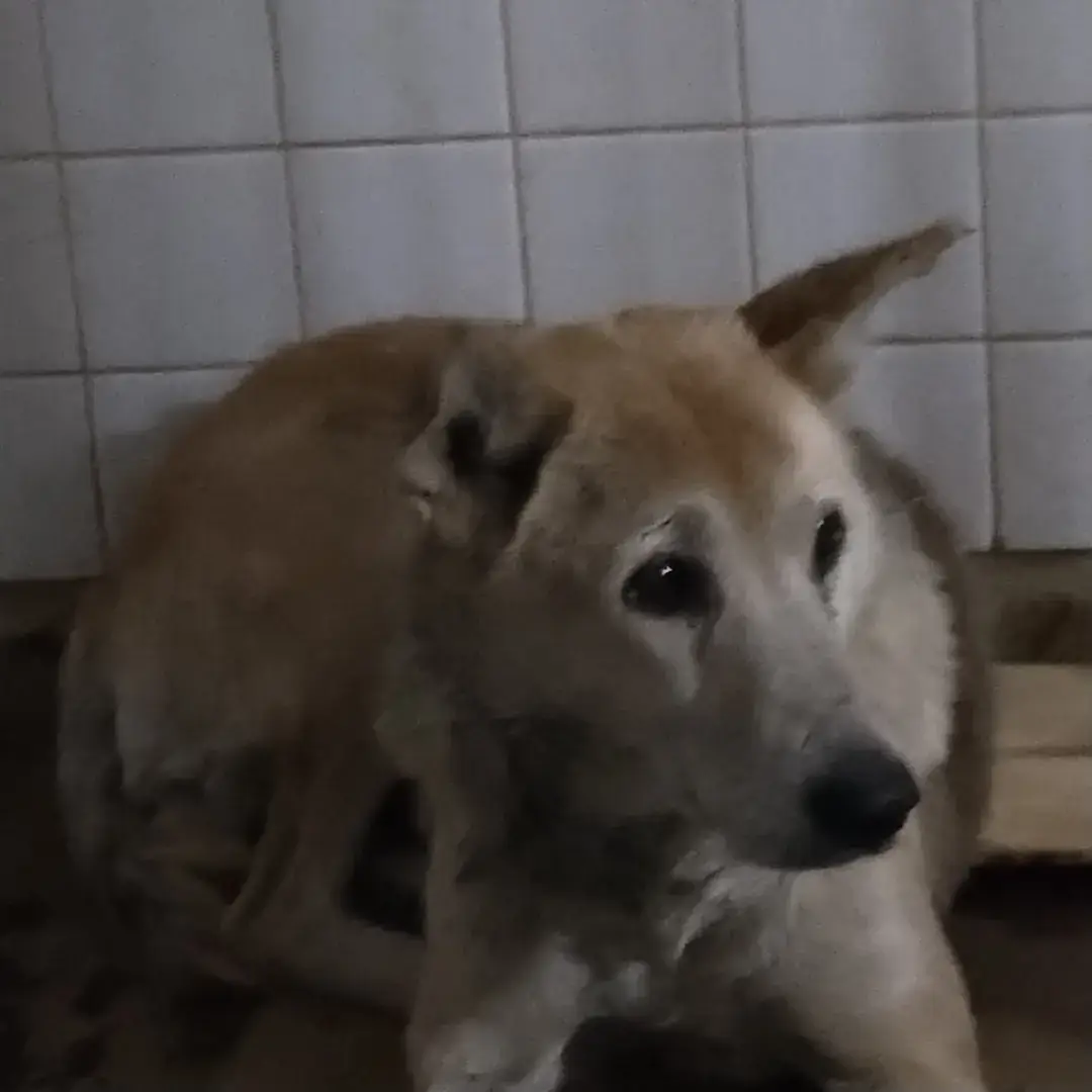 この子は山口県の保護団体にいます。若くない感じてすがかわいい子です