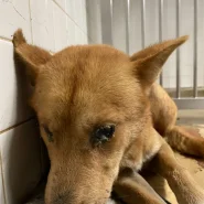 保護団体にいます。優しい子です