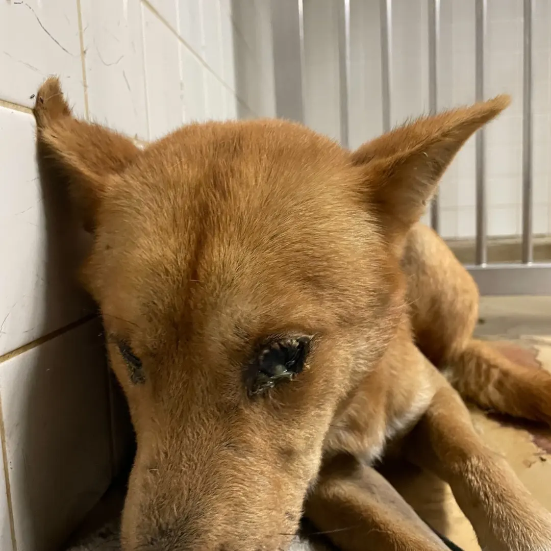 保護団体にいます。優しい子です