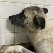 お母さん犬です。助けて下さい