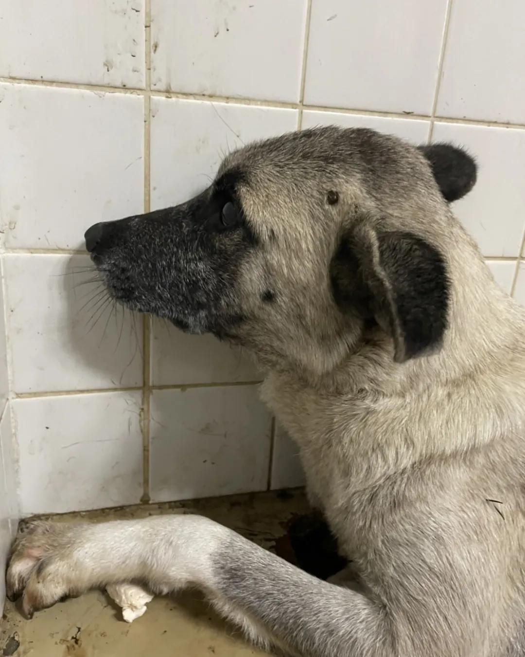 お母さん犬です。助けて下さい