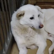 優しい目をしてます。この子を家族に迎えて下さい