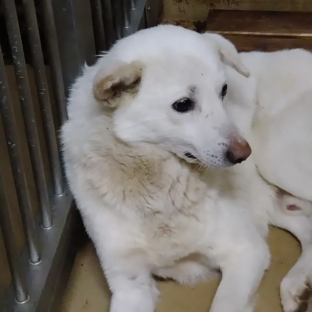 優しい目をしてます。この子を家族に迎えて下さい