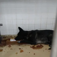 怖くてじっと我慢してます。この子の家族になって下さい