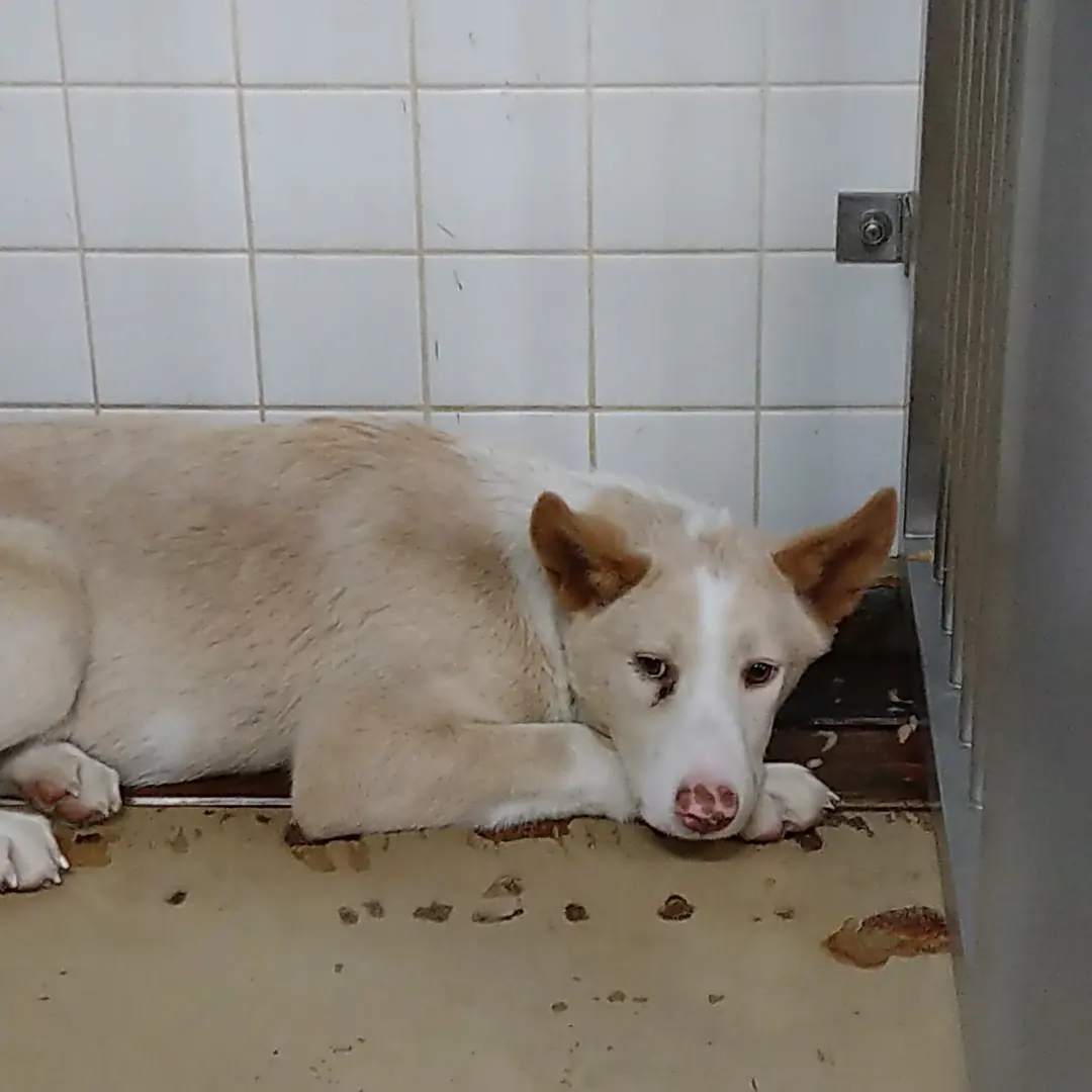 山口県の福祉センターに収容されてます。大人しい子です