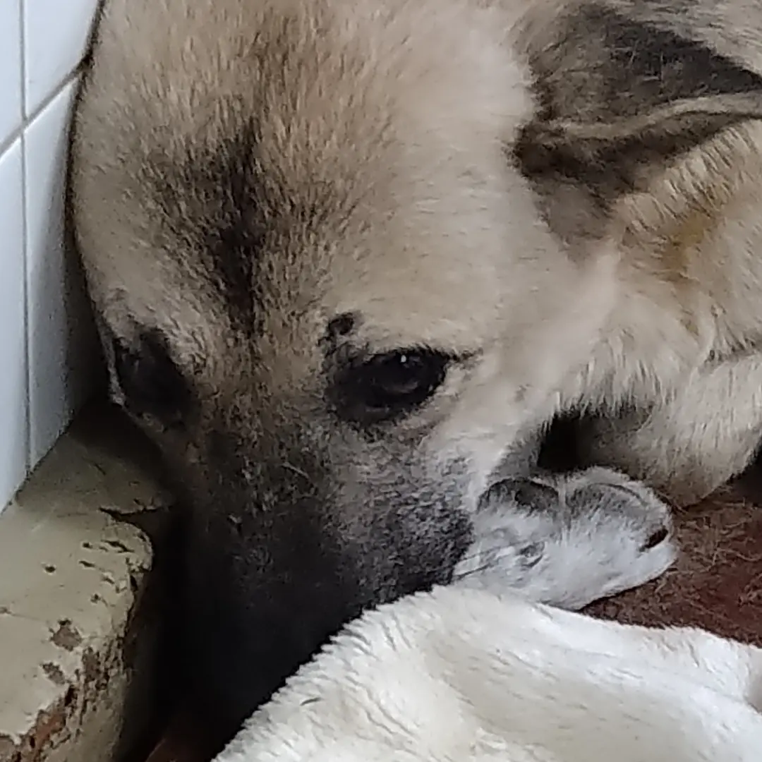 期限があります。家族に迎えて下さい