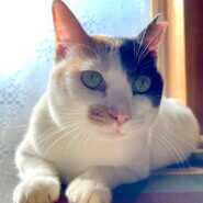 シッポにリボン柄♡小柄なふわもち