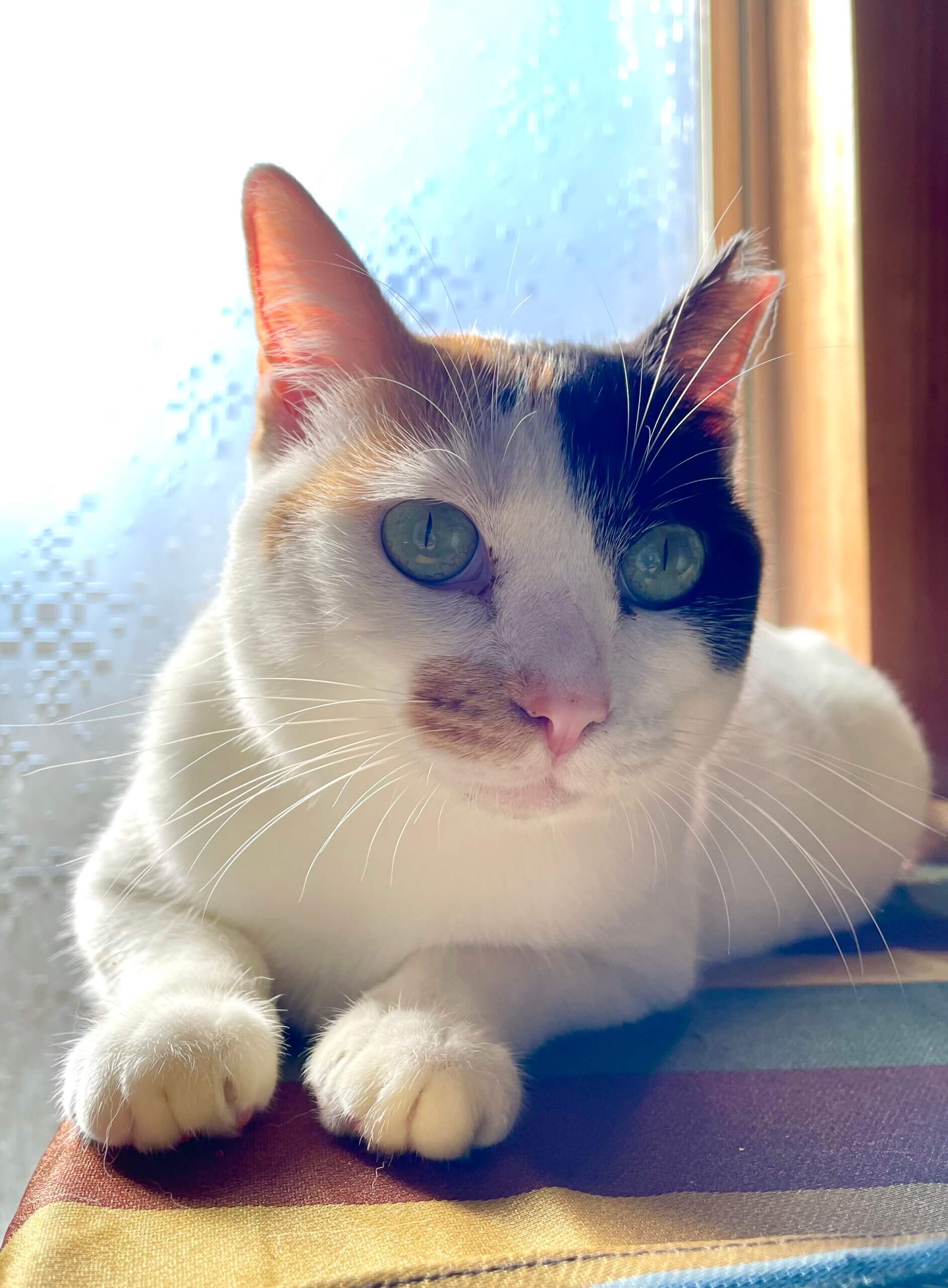 シッポにリボン柄♡小柄なふわもち