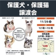 保護犬・保護猫の譲渡会
