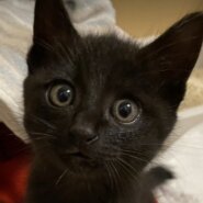 生後３か月の猫（男の子）どうか幸せにしてあげてください