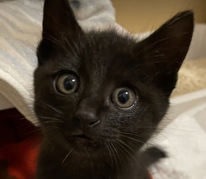 生後３か月の猫（男の子）どうか幸せにしてあげてください