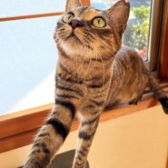 まだまだお子様抱っこ大好き推定１歳（女の子）