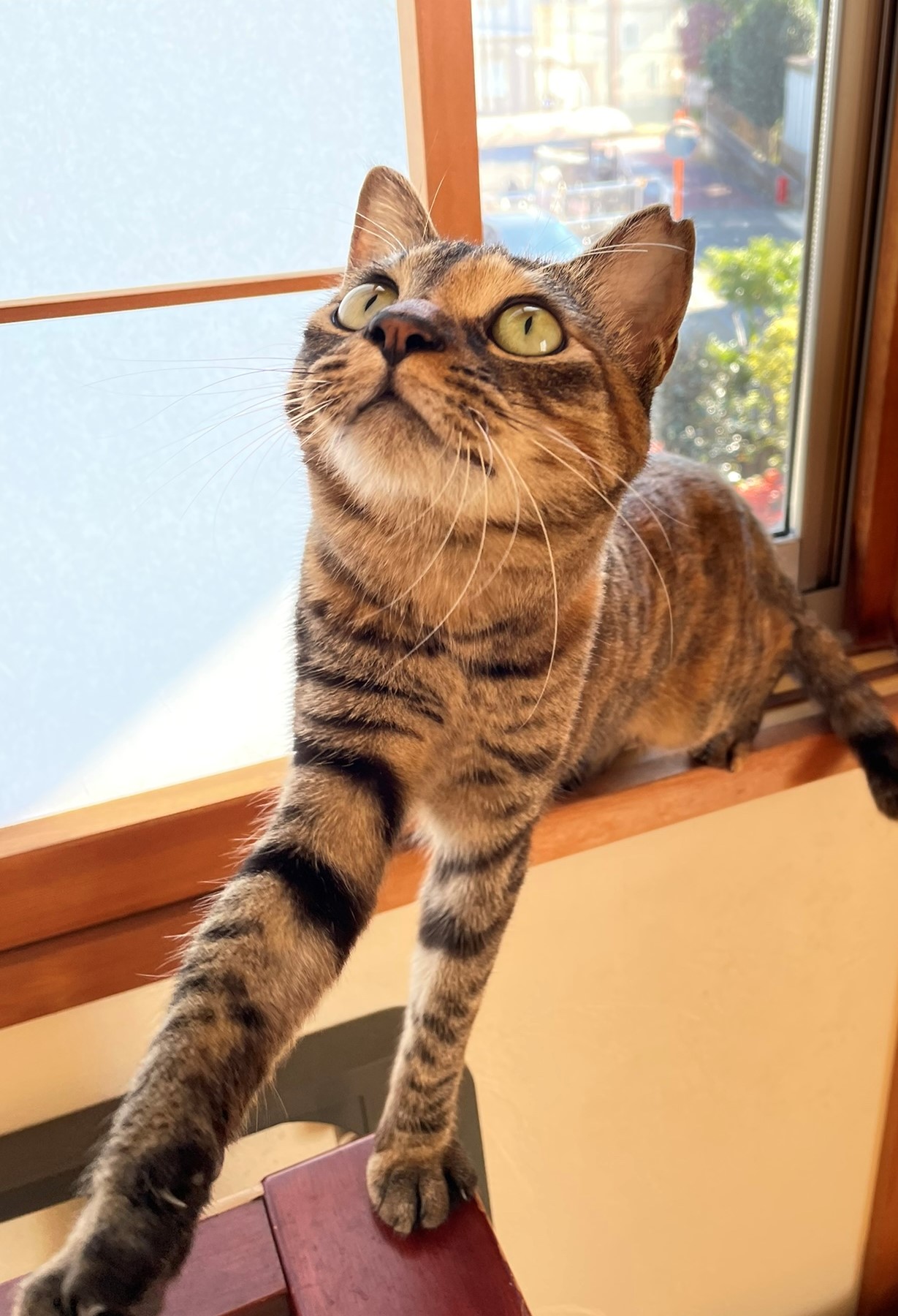 まだまだお子様抱っこ大好き推定１歳（女の子）