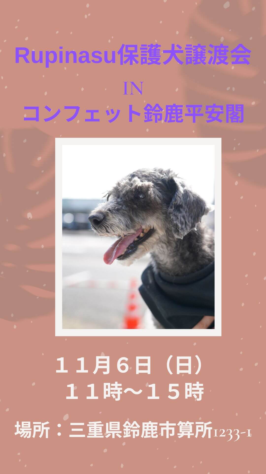 Rupinasu保護犬譲渡会