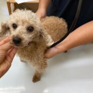 リベルテの家族を探しています　