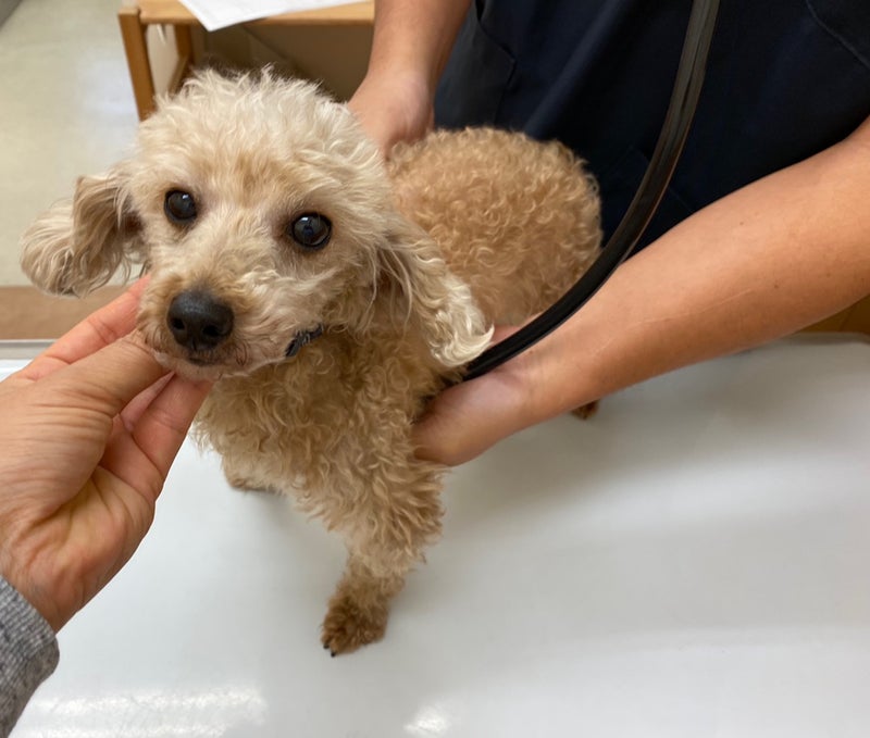 リベルテの家族を探しています　