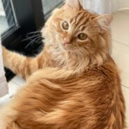 元旦で3才になる男の子