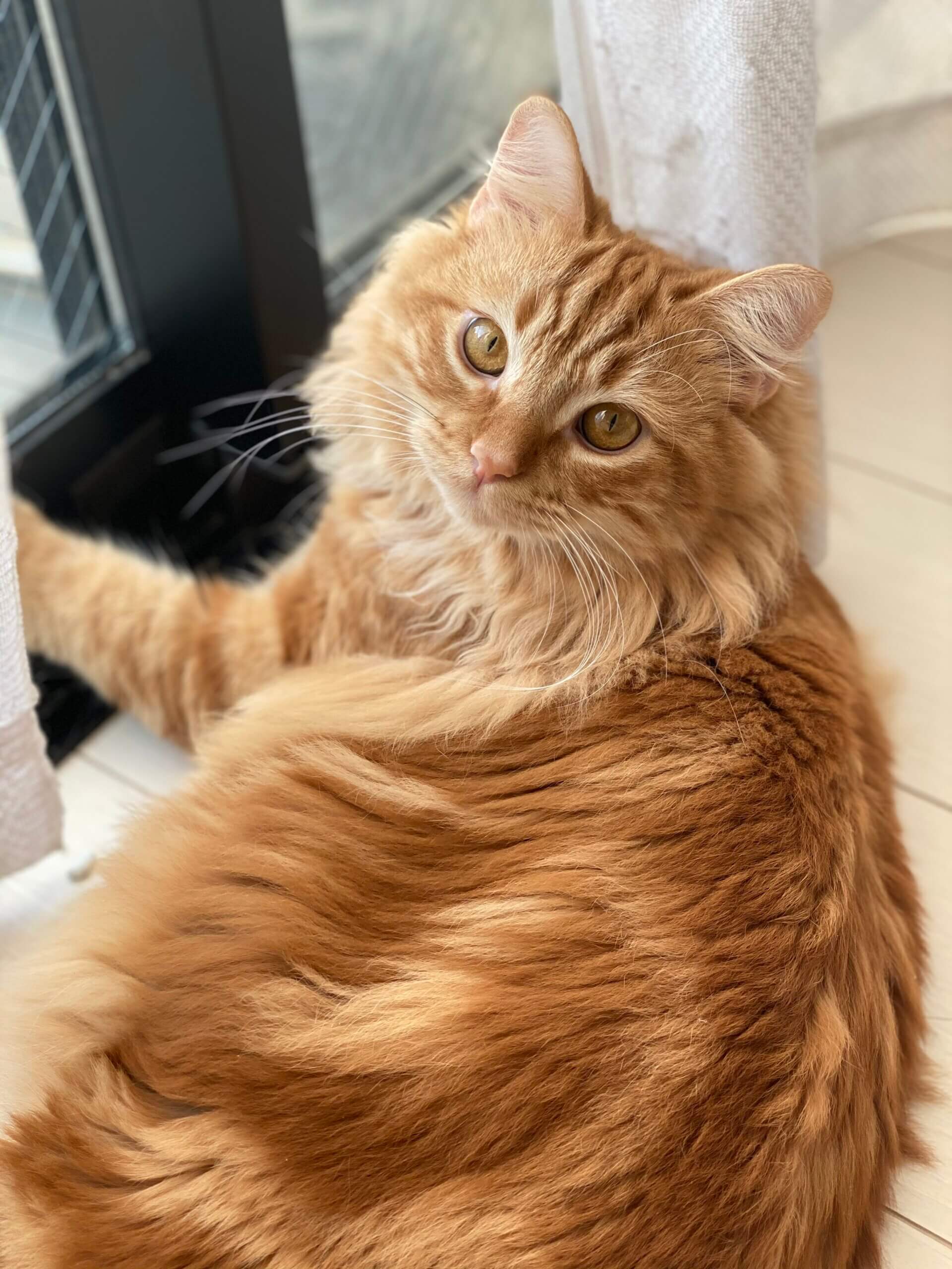 元旦で3才になる男の子