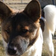 現在は山口県の保護団体にいます。男の子です。家族に迎えて下さい