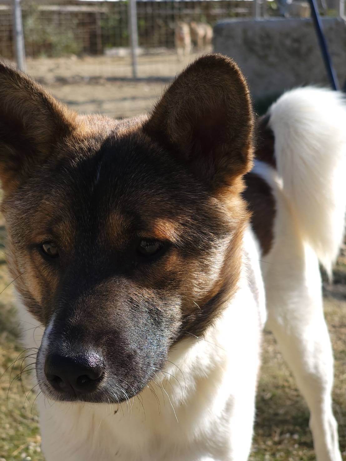 現在は山口県の保護団体にいます。男の子です。家族に迎えて下さい